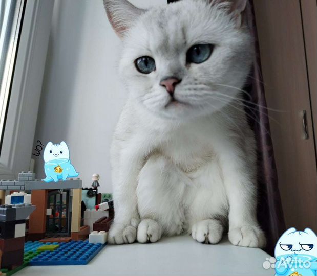 Британские котята шиншилла