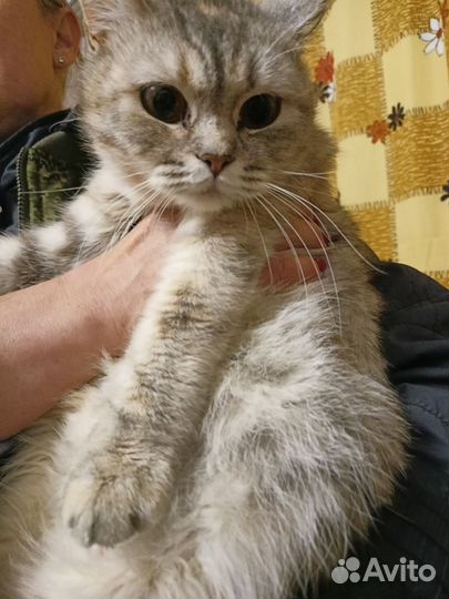 Кошка в добрые руки