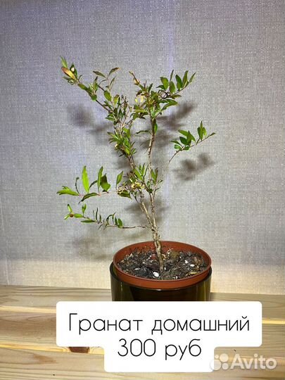 Филодендрон, молочай, гранат