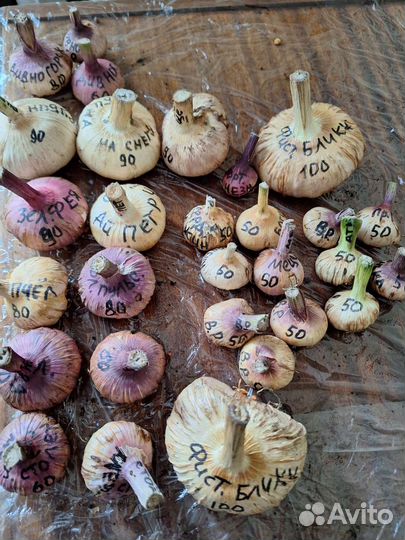 Гладиолусы луковицы