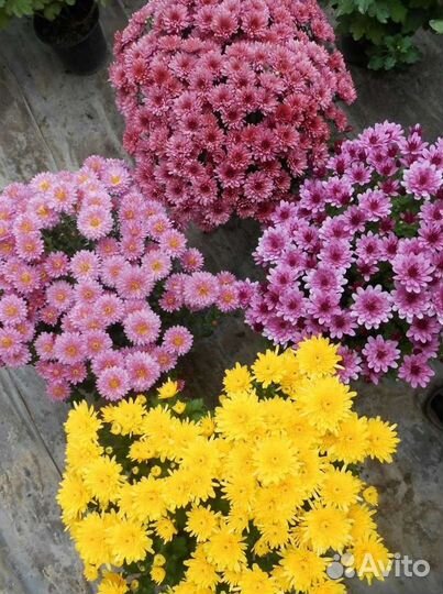 Хризантема корейская и мультифлора