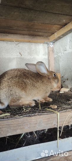 Кролик