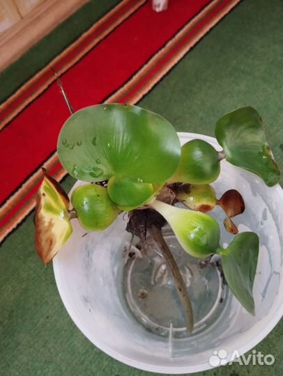 Водный гиацинт