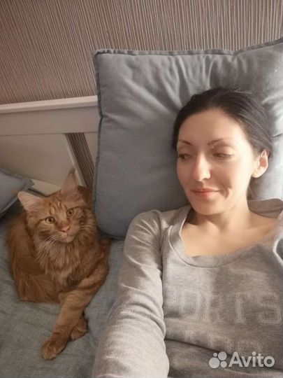 Передержка кошек (мейн куны приветствуются)