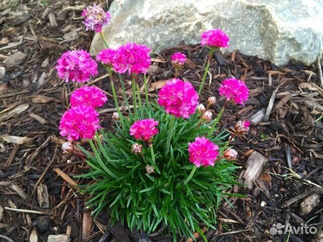 Армерия цветок