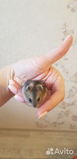 Джунгарский хомяк