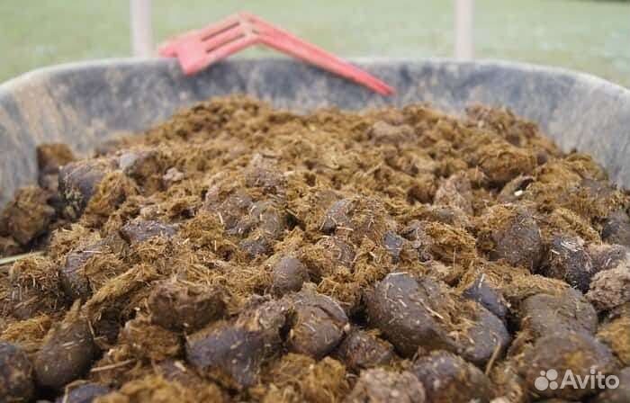 Свежий Навоз конский без опила