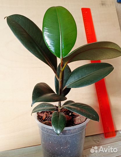 Фикус каучуконосный робуста