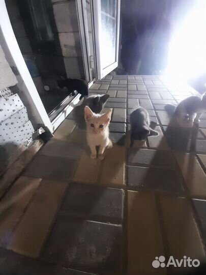 Котята в добрые руки