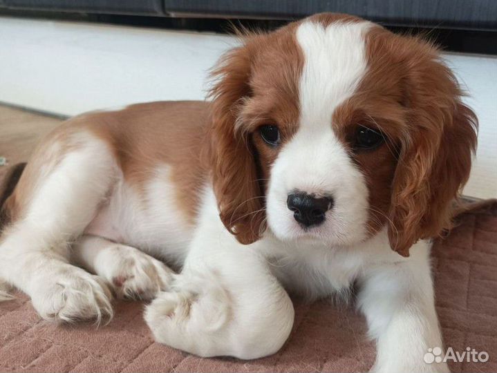 Кавалер кинг чарльз спаниель