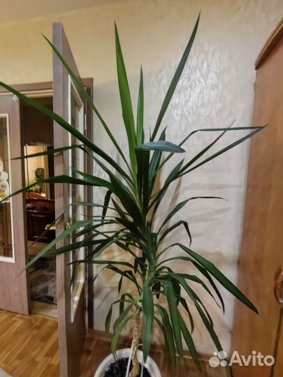 Пальма юкка