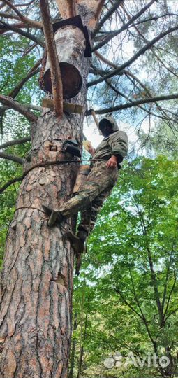 Колода для пчел, изготовление бортей