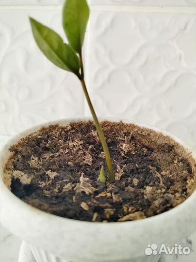 Замиокулькас / Долларовое дерево