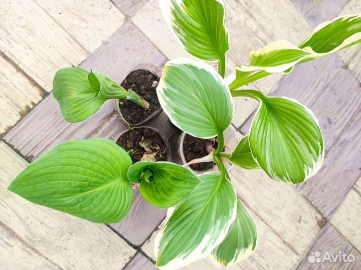 Примула, хоста, аквилегия Мелисса