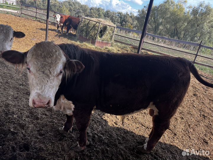 Быки герефорд