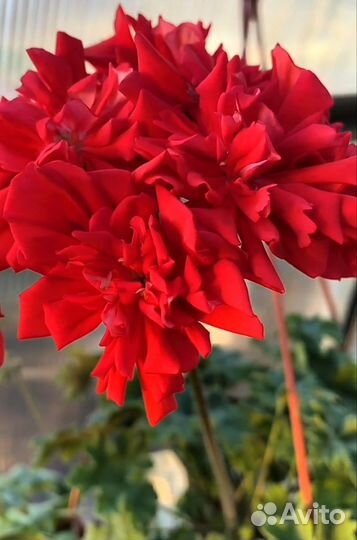 Пеларгония, сорт Огни Москвы