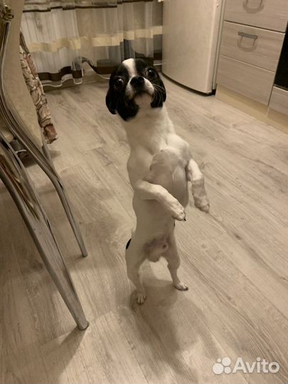 Вязка чихуахуа мальчик