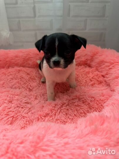 Малышка чихуахуа