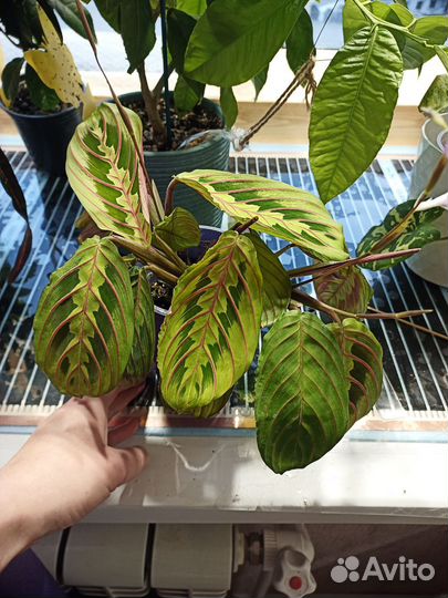 Маранта триколор