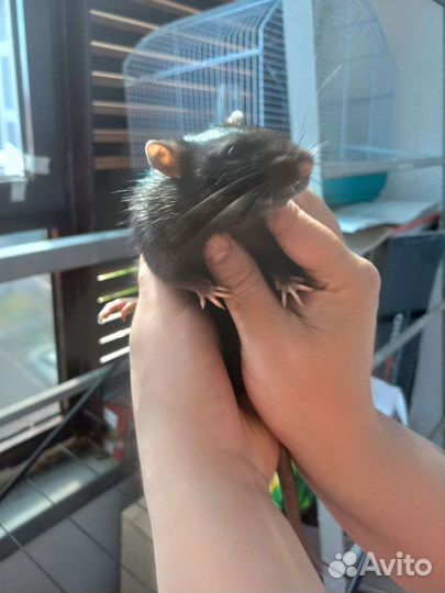 Крыса бесплатно