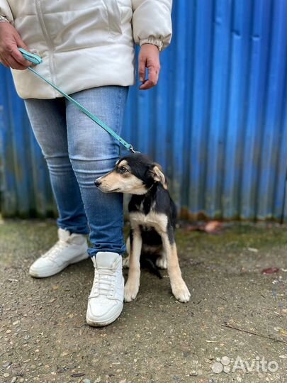 Милый щенок девочка в добрые руки