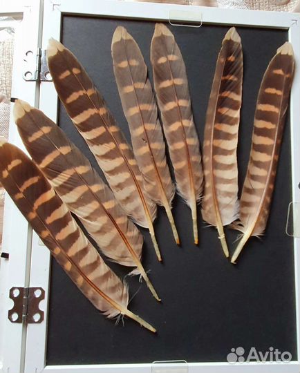 Перья хищных птиц