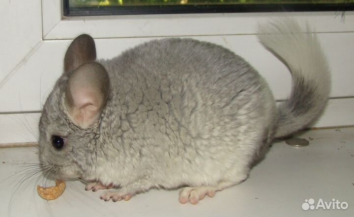Шиншилла белый Вильсон нф мальчик