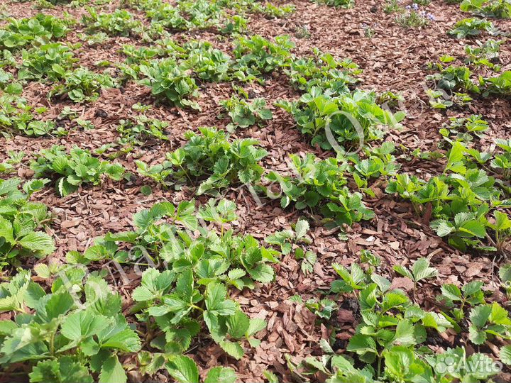 Мульча Кора лиственницы — Мешки по 60л