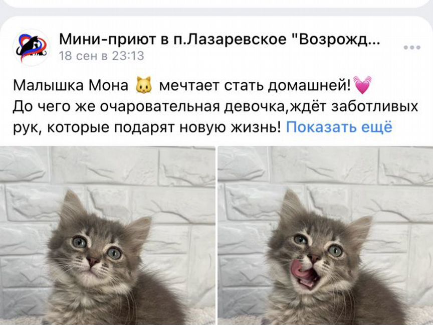 Котёнок мона. наглый но красивый