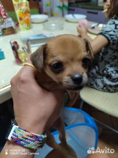 Той-терьер щенки