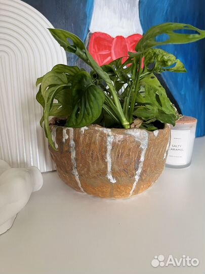 Монстера манки