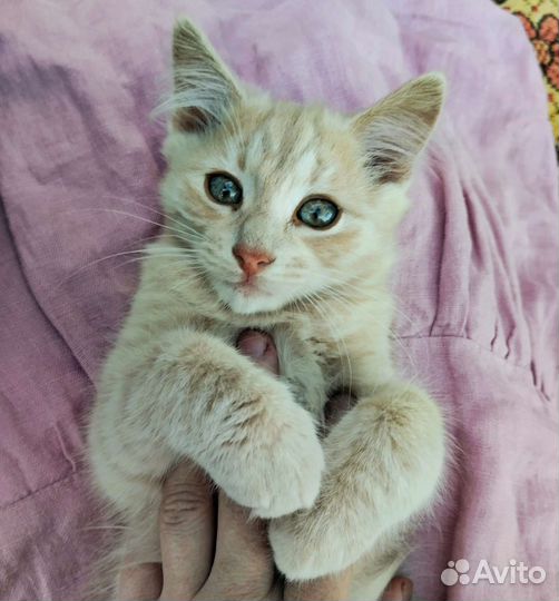 Котята в добрые руки рыжий серый чёрный кот