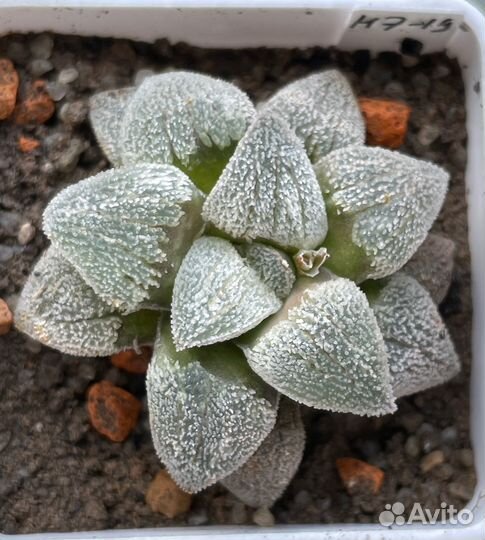 Haworthia pygmaea (Хавортия)