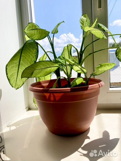 Диффенбахия