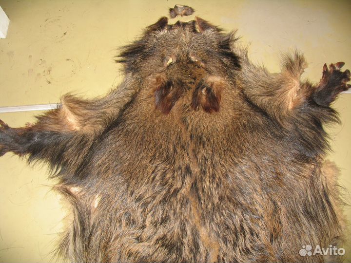 Кабанья шкура
