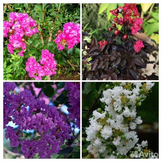 Лагерстремия разные виды и размеры