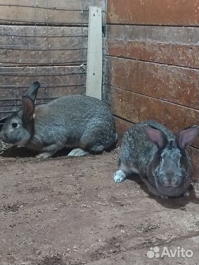 Кролики мясных пород