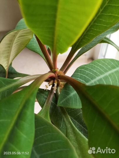 Эуфорбия Молочай беложилковый