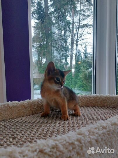 Абиссинские котята