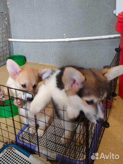 Вельш корги пемброк девочки и мальчики