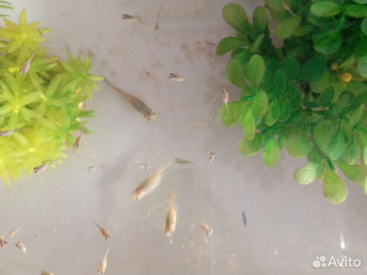 Аквариумные рыбки гуппи микс