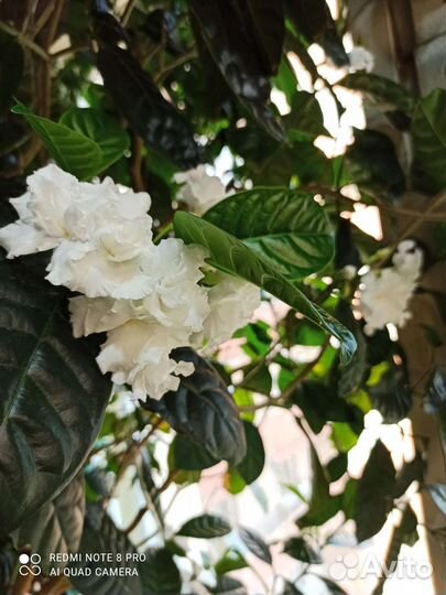 Табернемонтана растение комнатное