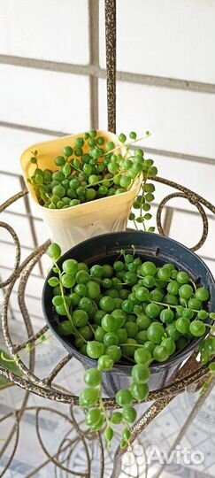 Крестовник роули