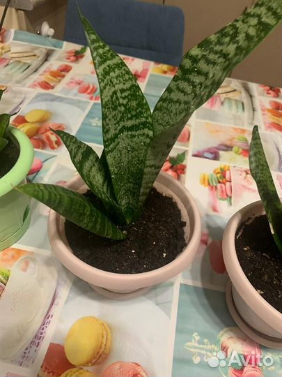 Сансевиерия