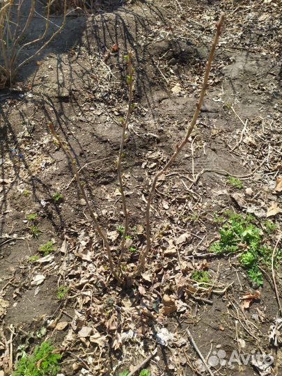 Саженцы смородины, сливы, малины вишни и сирени