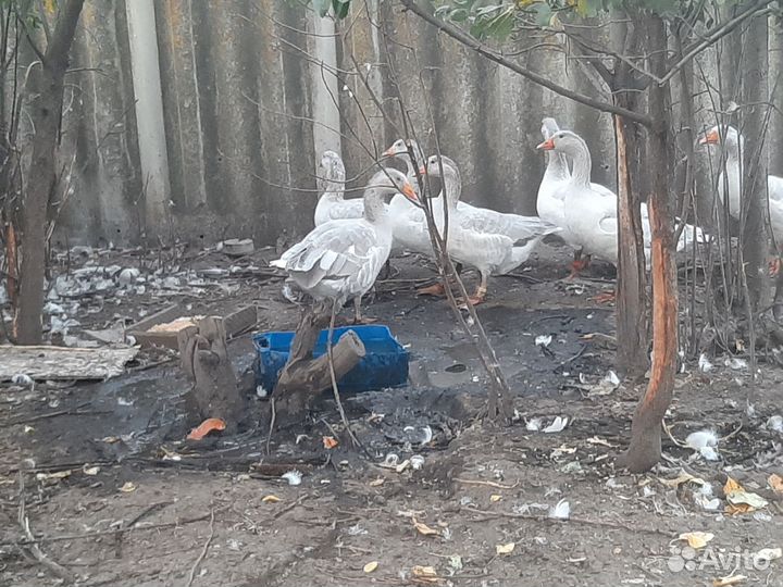 Псковские лысые гуси