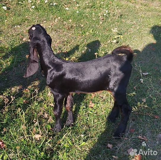 Козы Камори,шами, нуб