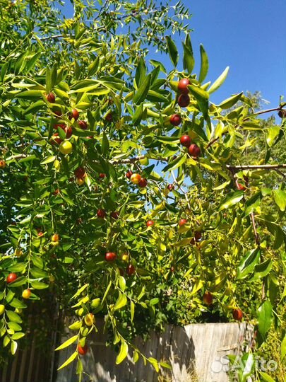 Продаю саженцы Зизифуса или Унаби