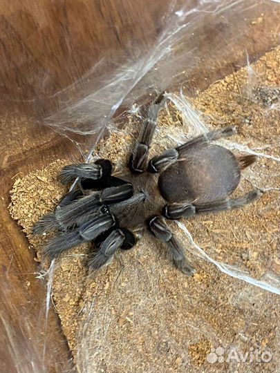 Паук птицеед вида (Chilobrachys) норный