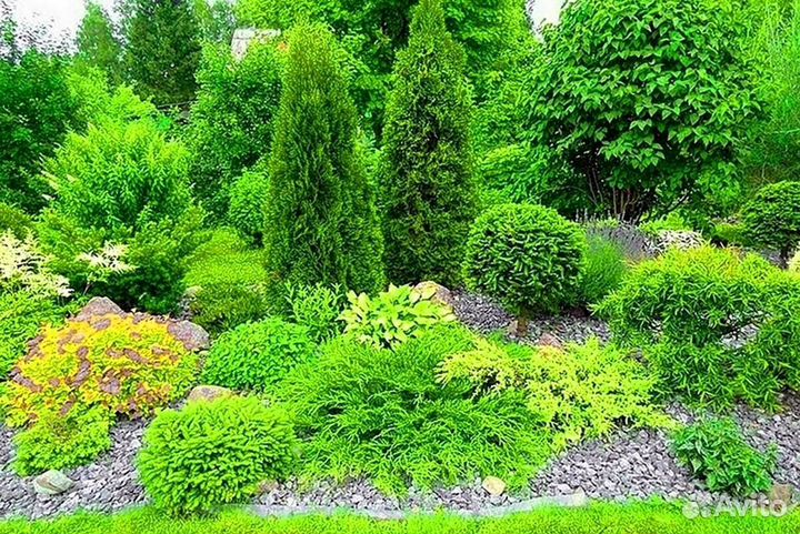 Туи зеленые